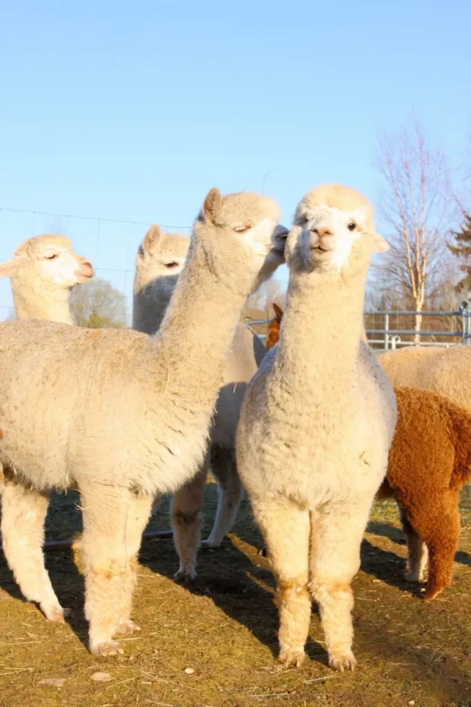 Muumioru Alpacafarm